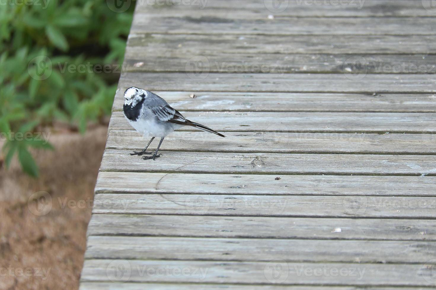 Pied wagtail on a footbridge at the water's edge. Songbird on the shore of a lake photo