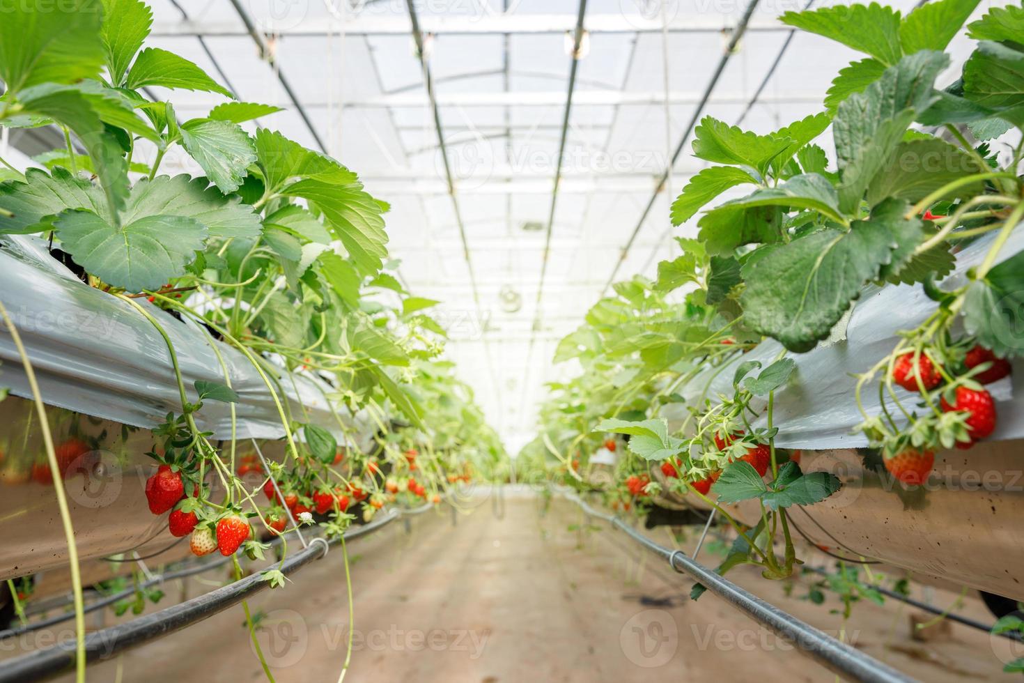 The hydroponics strawberry at greenhouse hydroponics farm with high technology farming in close system photo