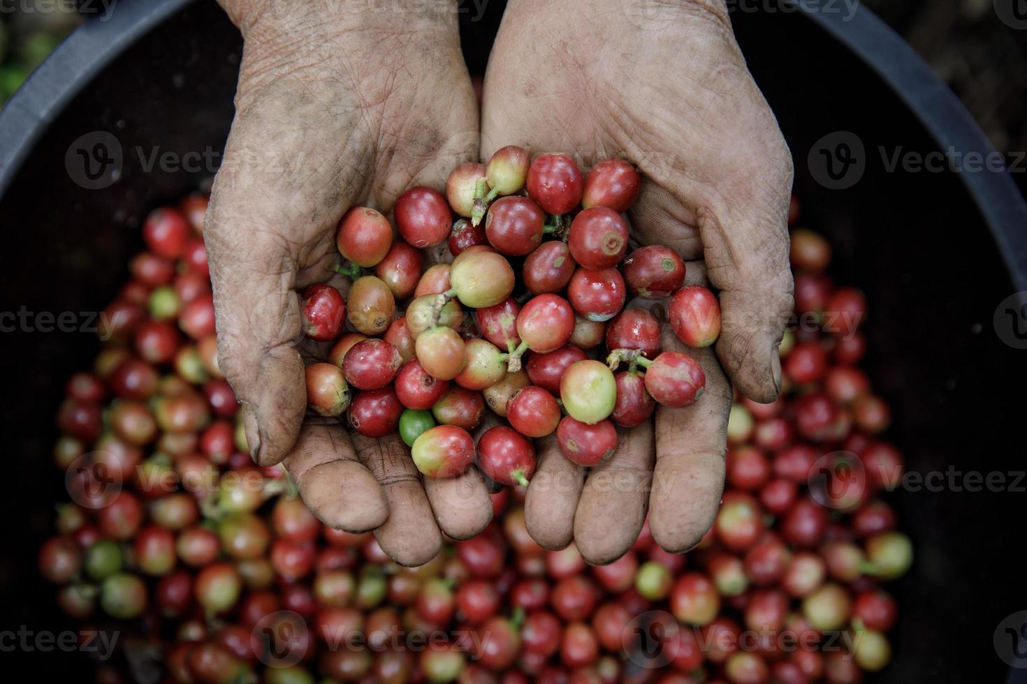 cerrar mano sosteniendo granos de café frescos foto