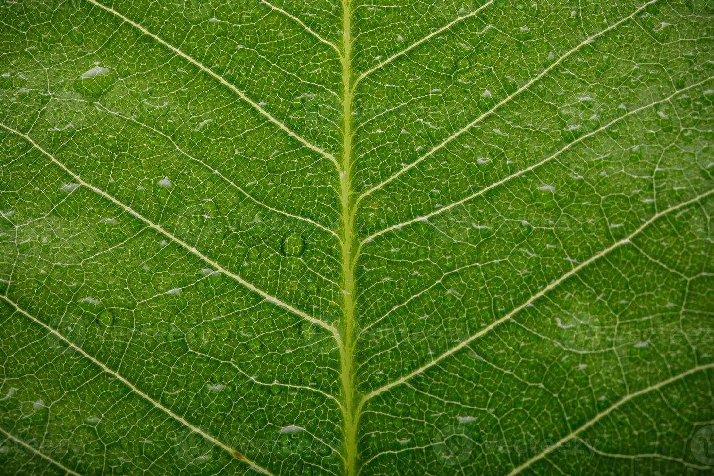 Structure of green leaves with water drop macro shot isolate on white background photo