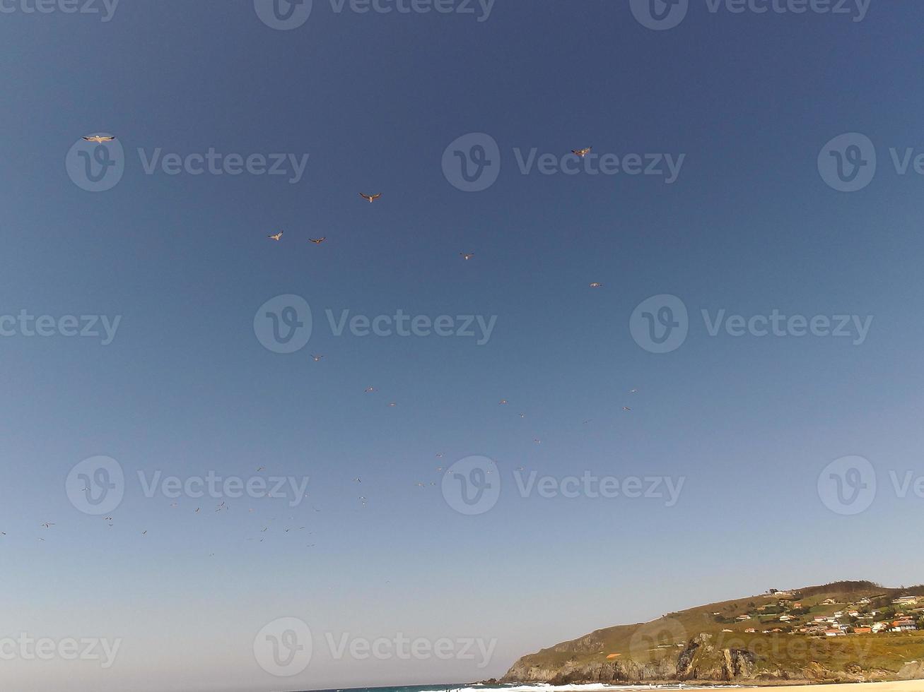 flock of seagulls taking off the flight photo