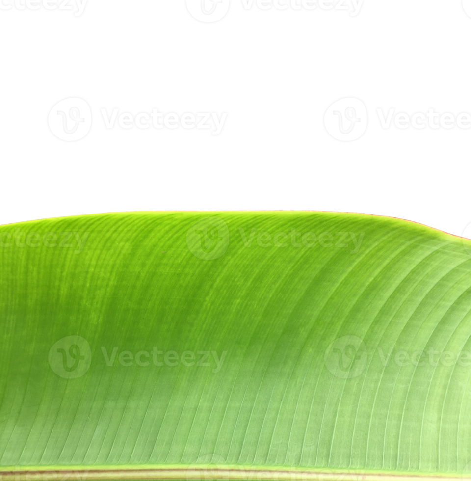 Isolated heliconia tortuosa leaf with clipping paths. png