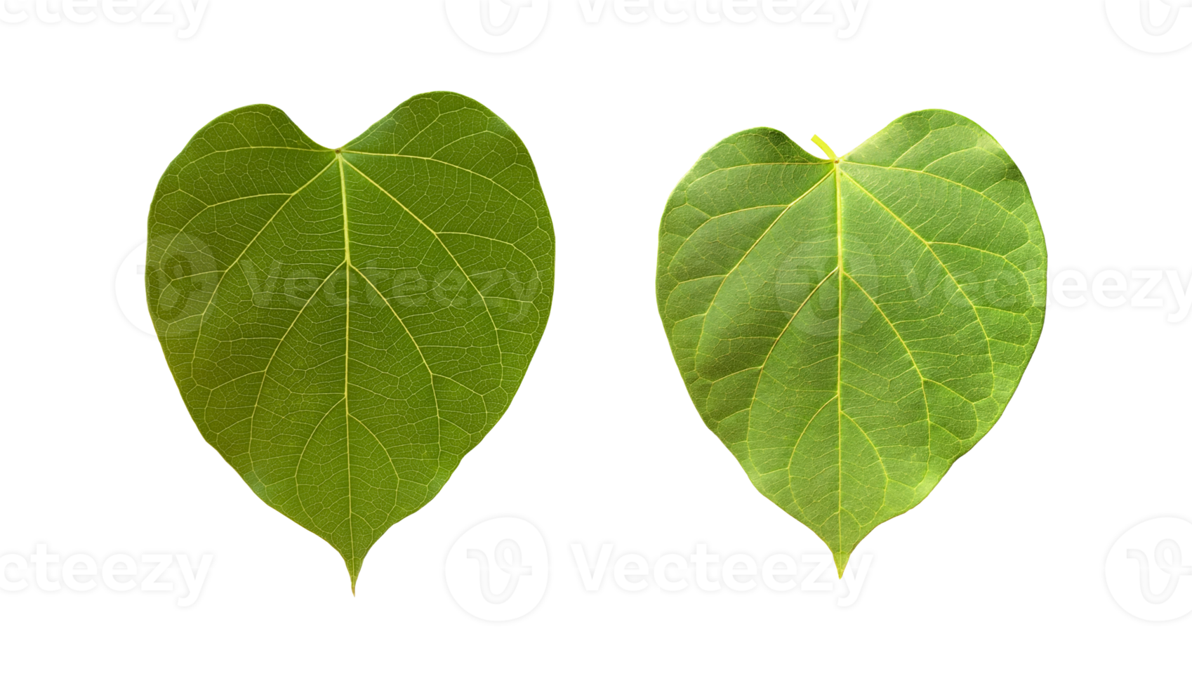 Isolated dregea volubilis leaf with clipping paths. png