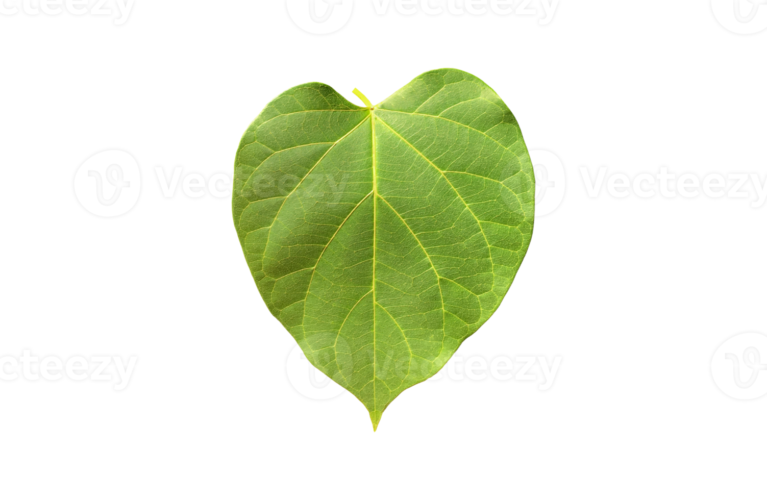 Isolated dregea volubilis leaf with clipping paths. png