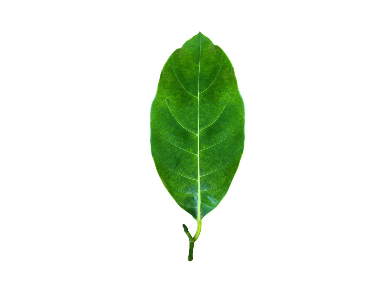 Isolated young and fresh leaf of jackfruit with clipping paths. png