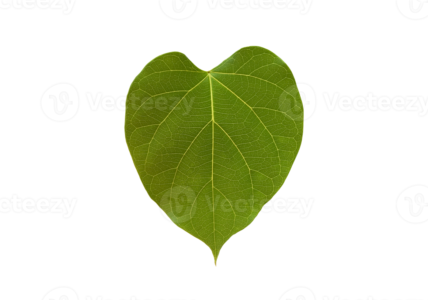 Isolated dregea volubilis leaf with clipping paths. png