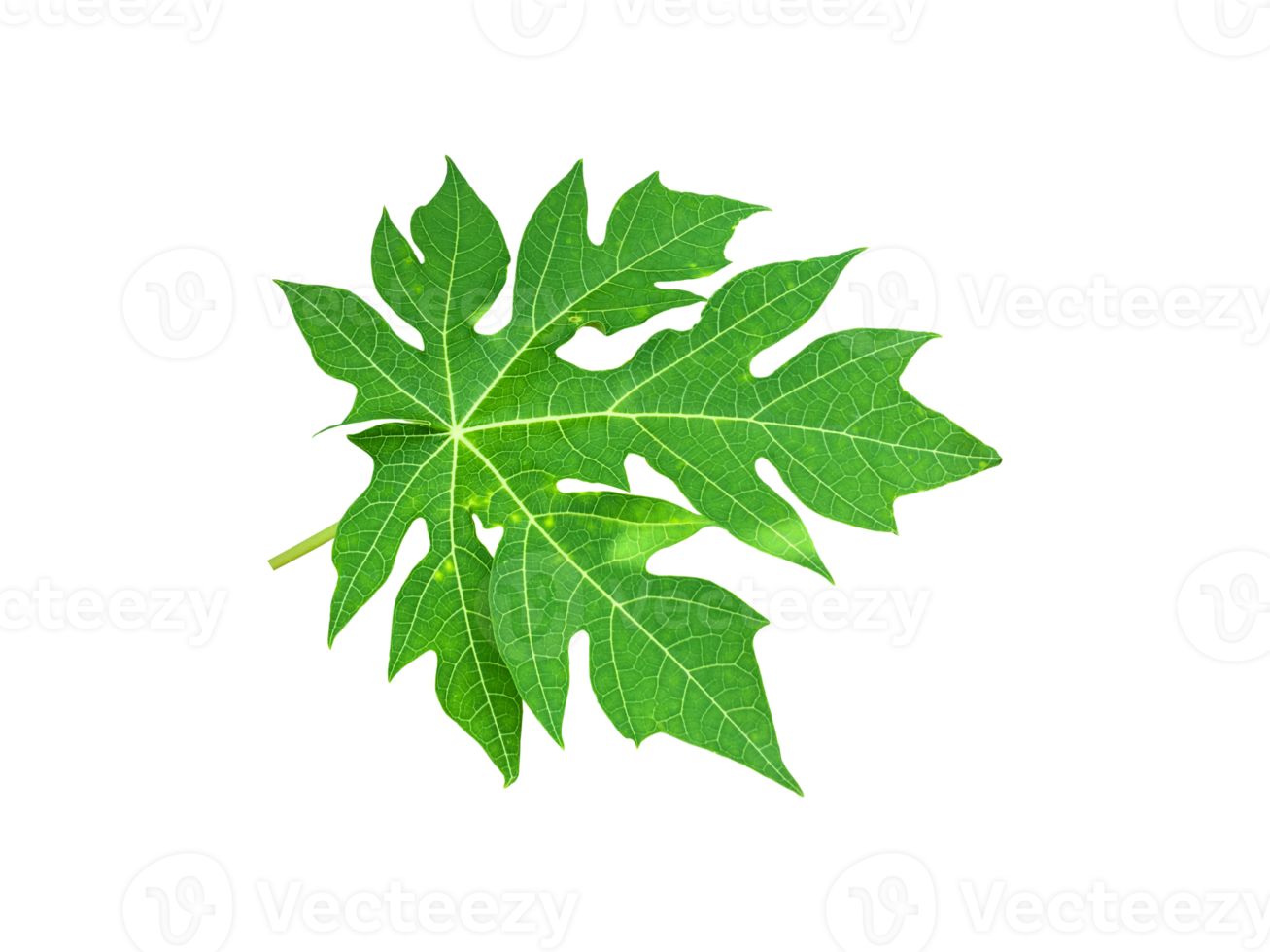 Isolated young and fresh papaya leaf with clipping paths. 11569977 PNG