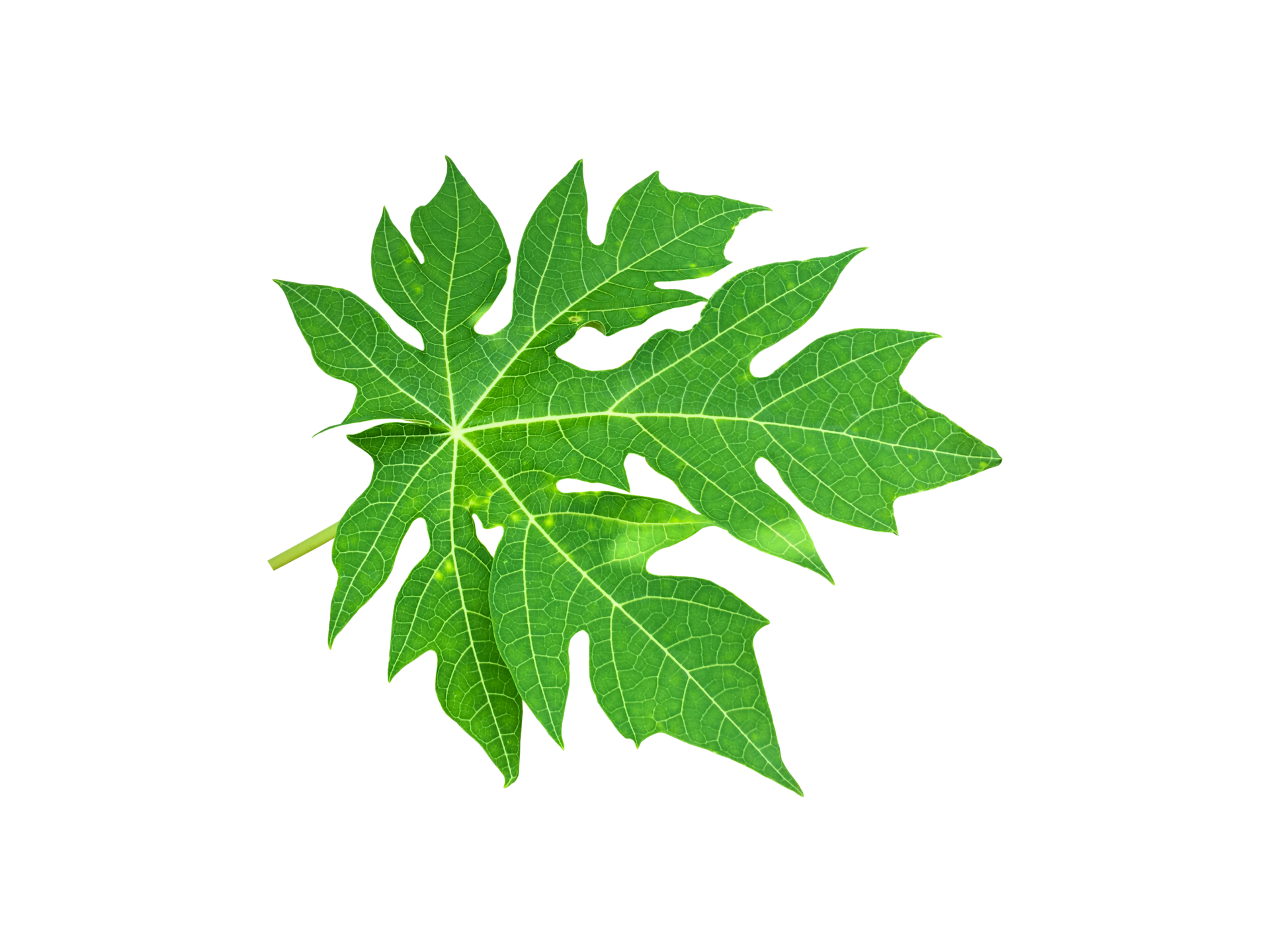 Isolated young and fresh papaya leaf with clipping paths. 11569977 PNG