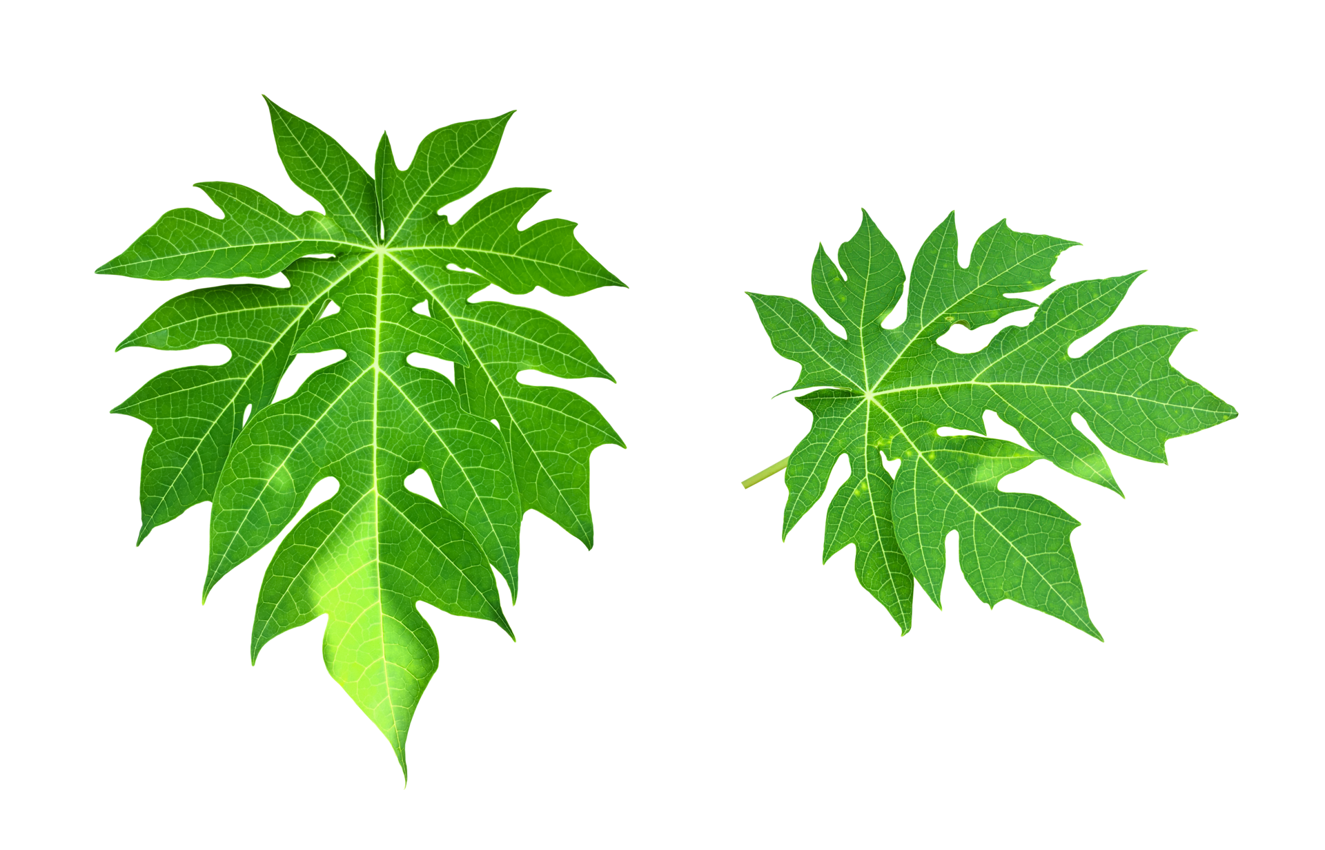 Isolated young and fresh papaya leaf with clipping paths. 11569979 PNG