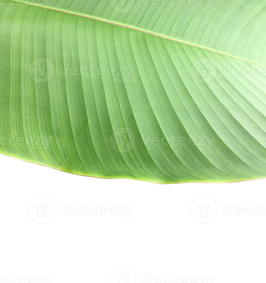 Isolated heliconia tortuosa leaf with clipping paths. png