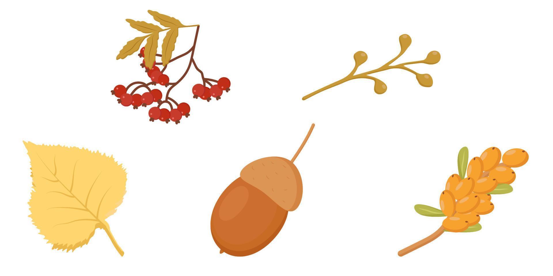 elements of autumn nature berries leaves twigs vector