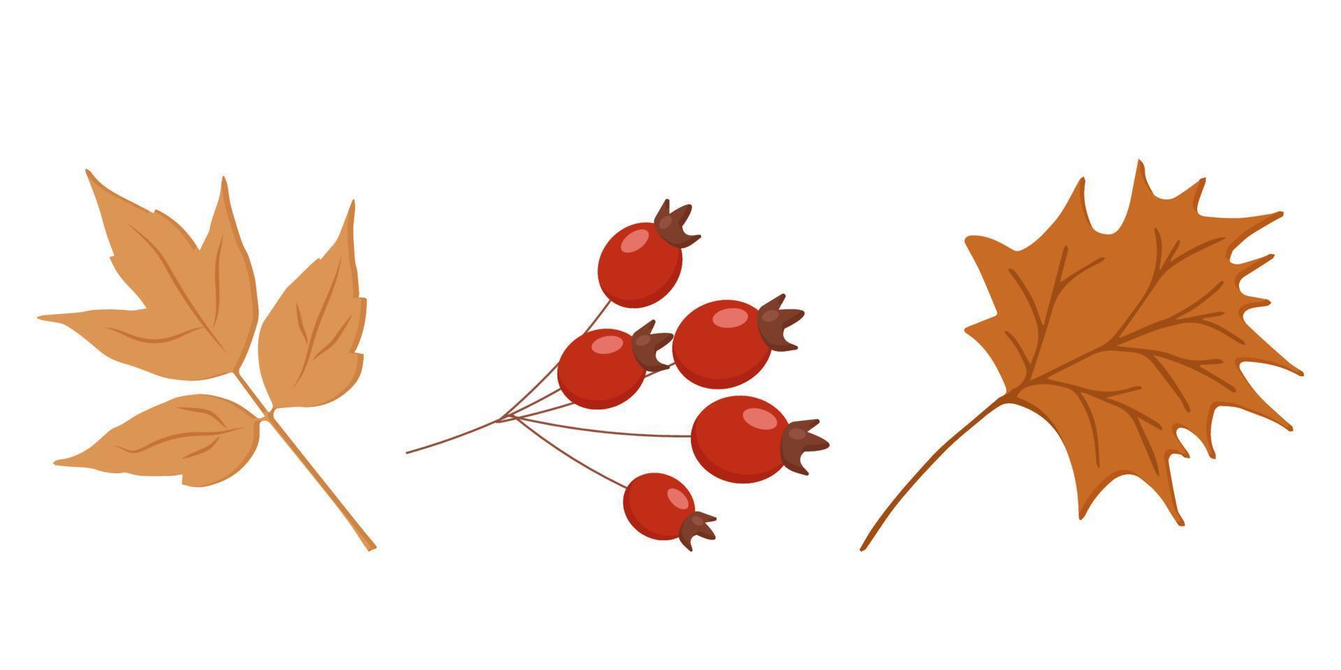 elements of autumn nature berries leaves twigs vector