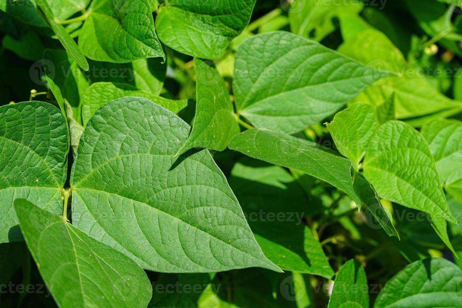 Garden beans Phaseolus vulgaris in the old land next to hamburg