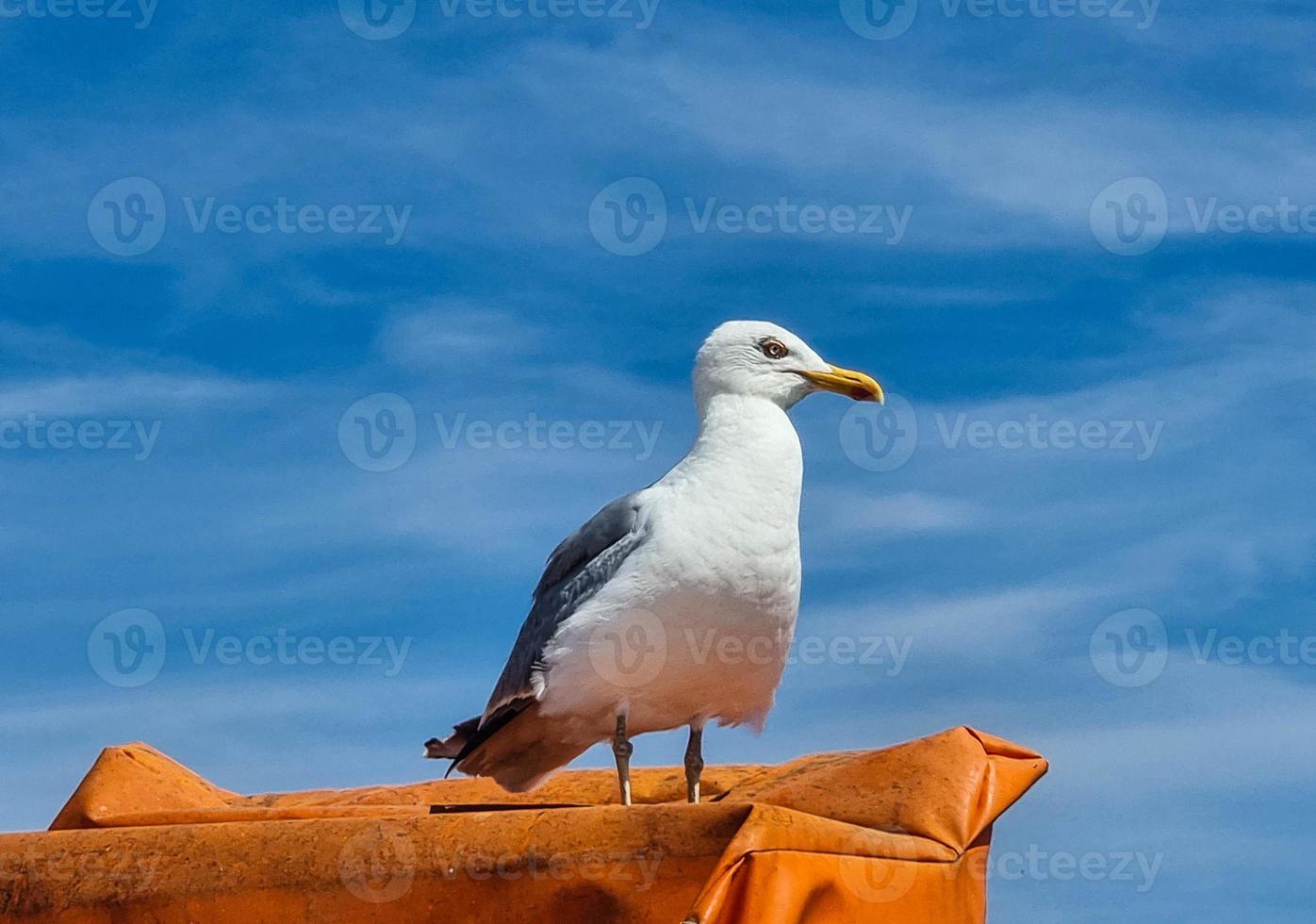 Seagull Larinae at the baltic sea photo