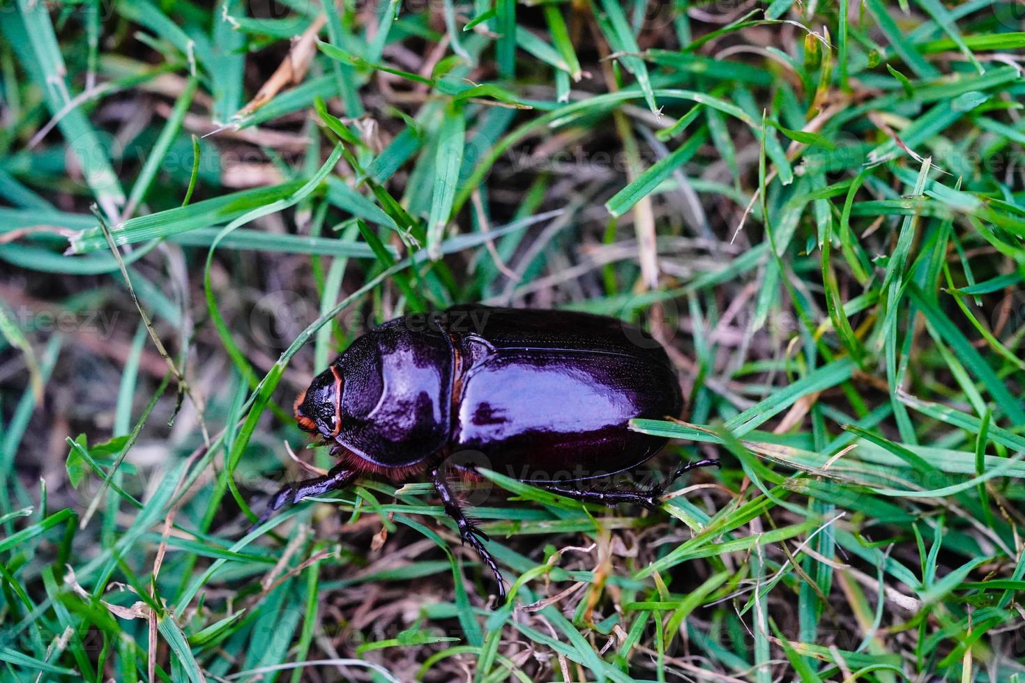 escarabajo rinoceronte hembra oryctes nasicornis en el jardín foto