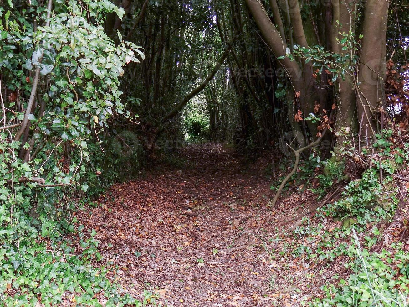 Dirt road between the trees in Pedroso photo