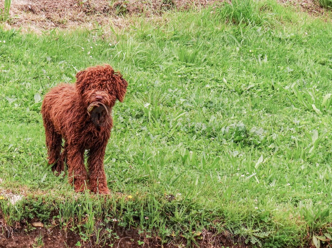 perro con anfibio en las mandíbulas foto