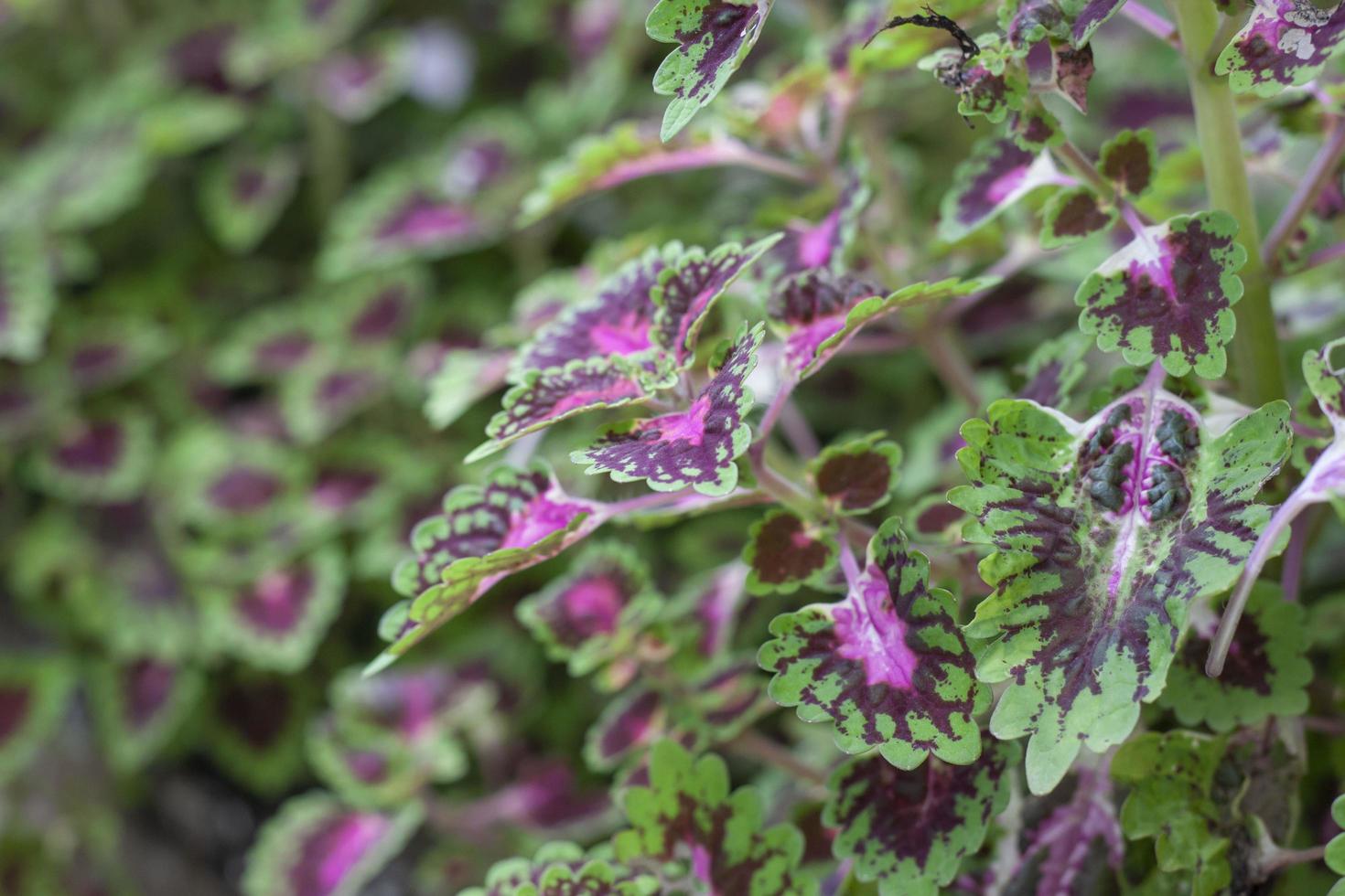 hoja verde y púrpura de coleus forskohlii o ortiga pintada, plectranthus scutellarioides en el jardín como fondo. foto
