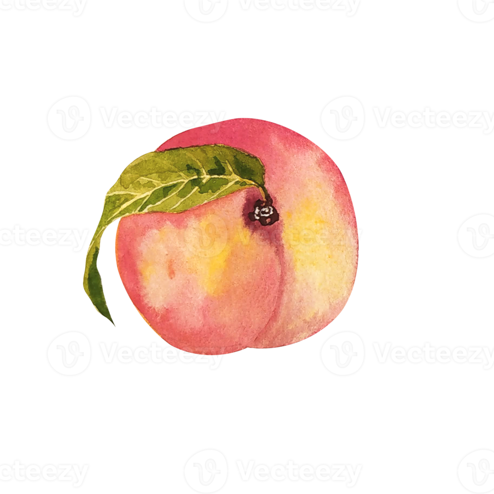 Watercolor peach fruit  slice png