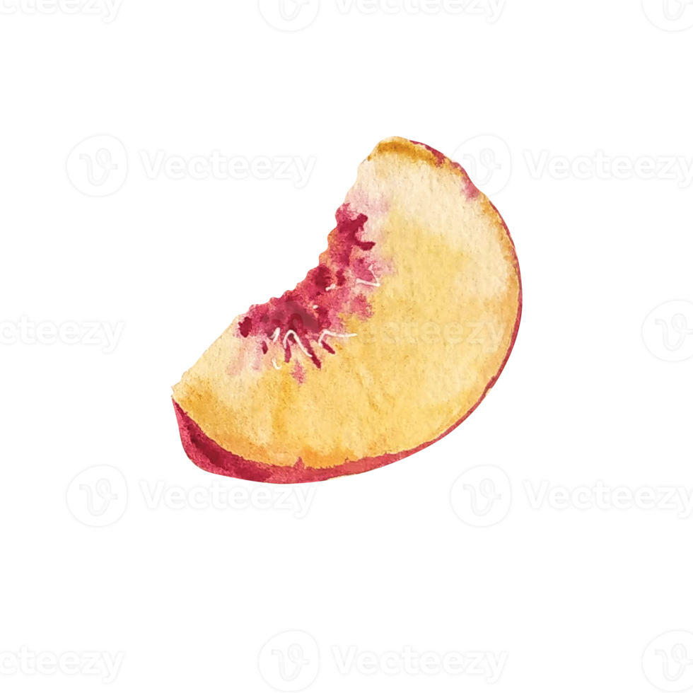 Watercolor peach fruit  slice png