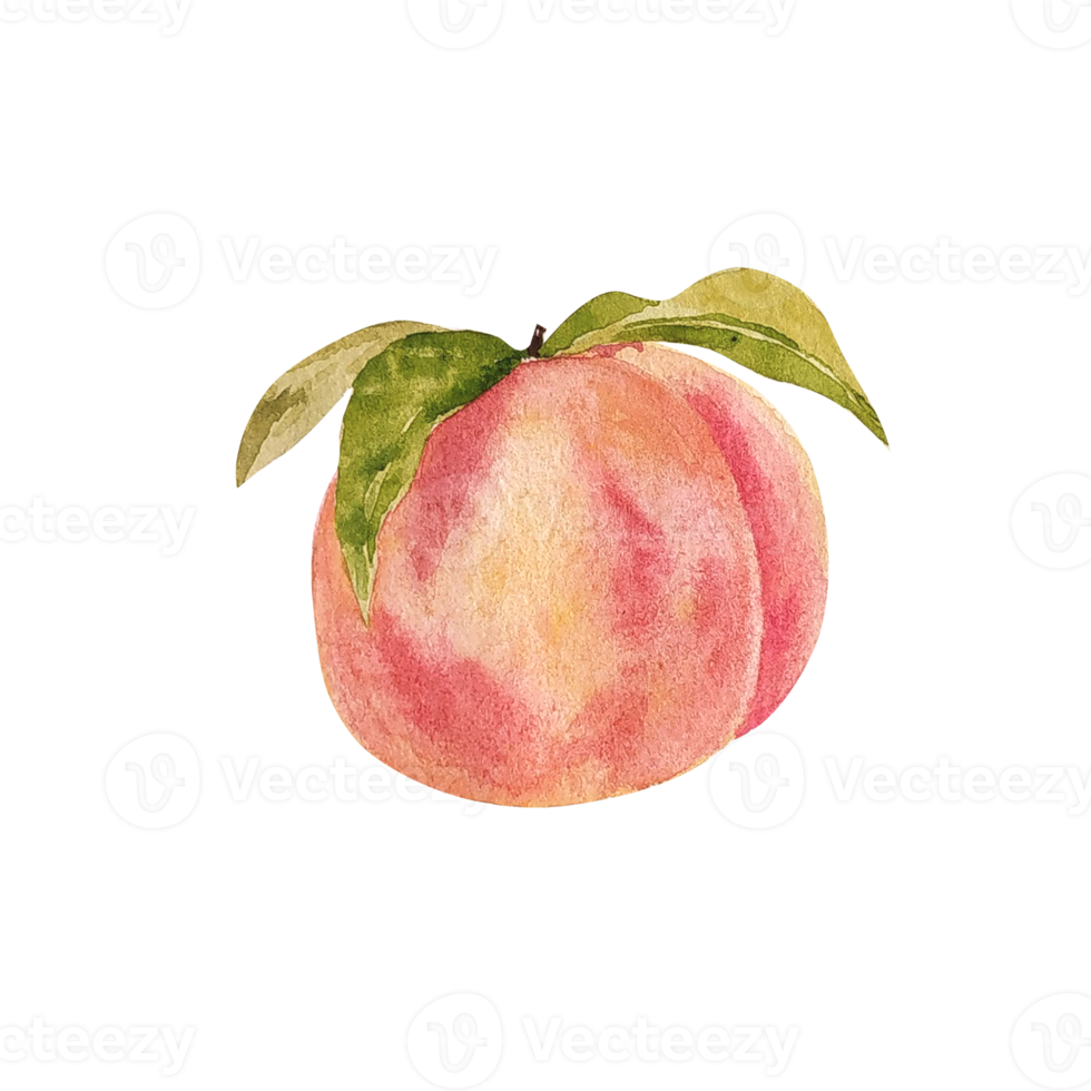 Watercolor peach fruit  slice png