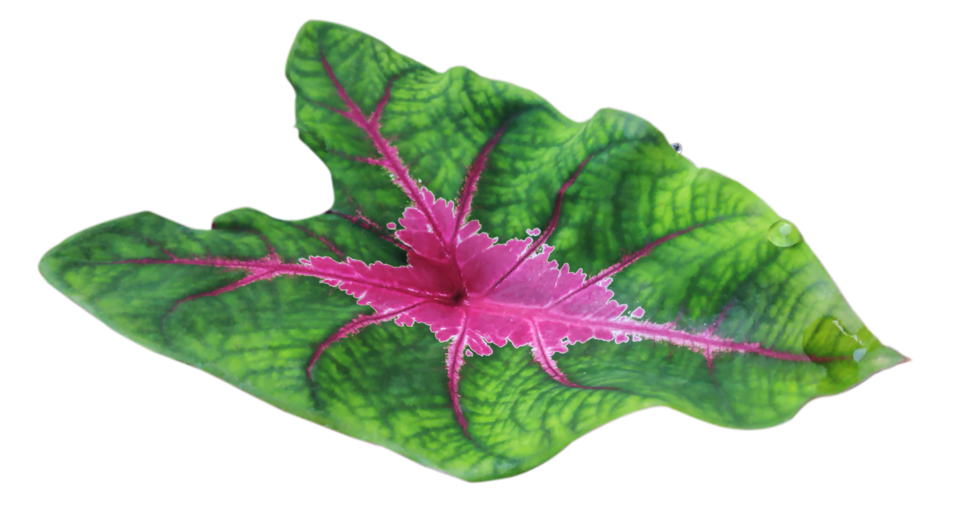 isolated leaf with transparent background 11572038 PNG