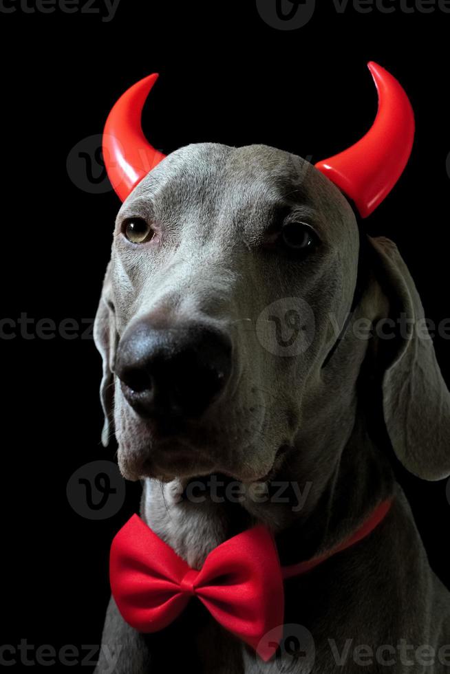 Weimaraner Dog with red horns photo