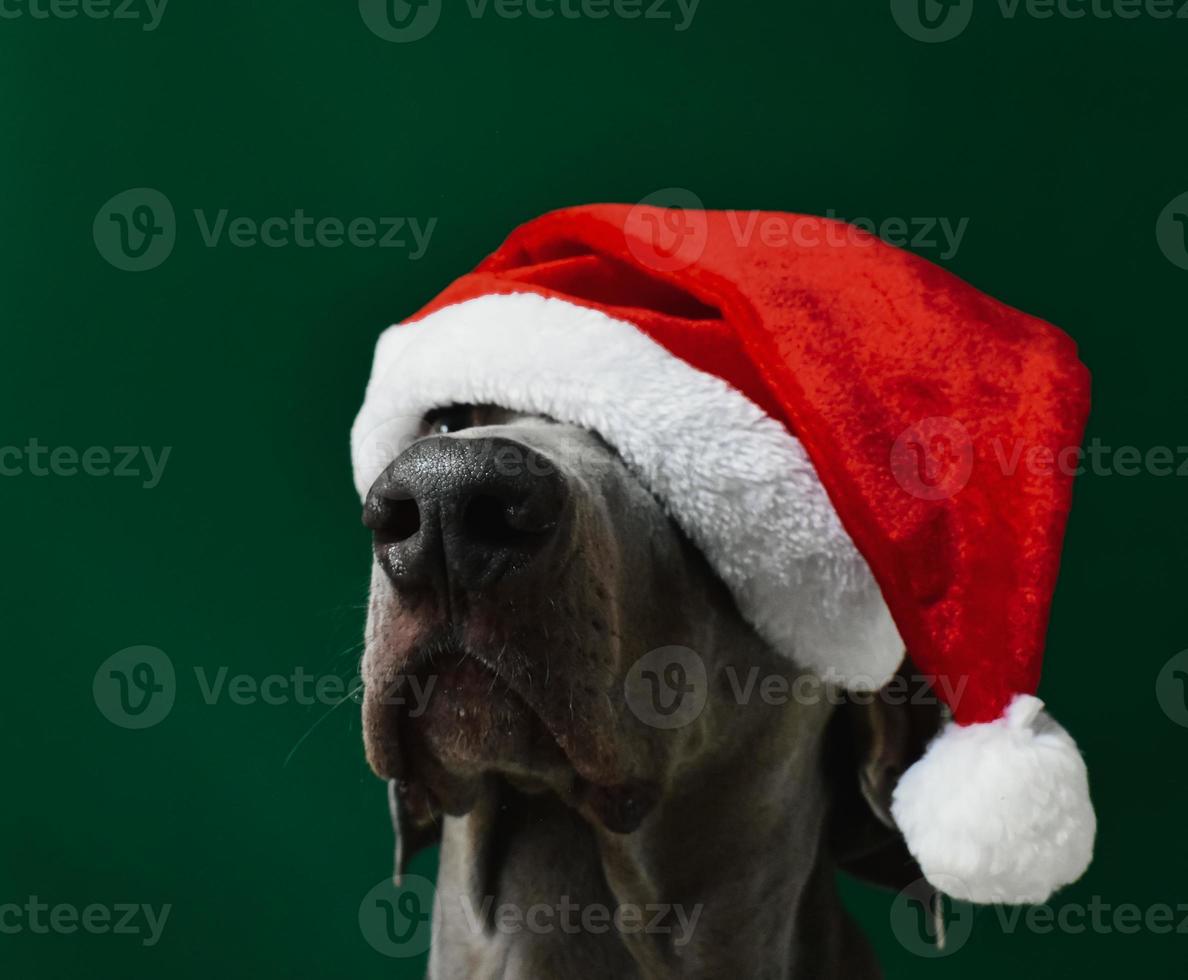 perro weimaraner de navidad aislado foto