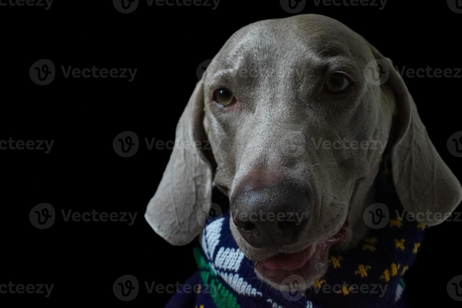 retrato de perro weimaraner de cerca foto