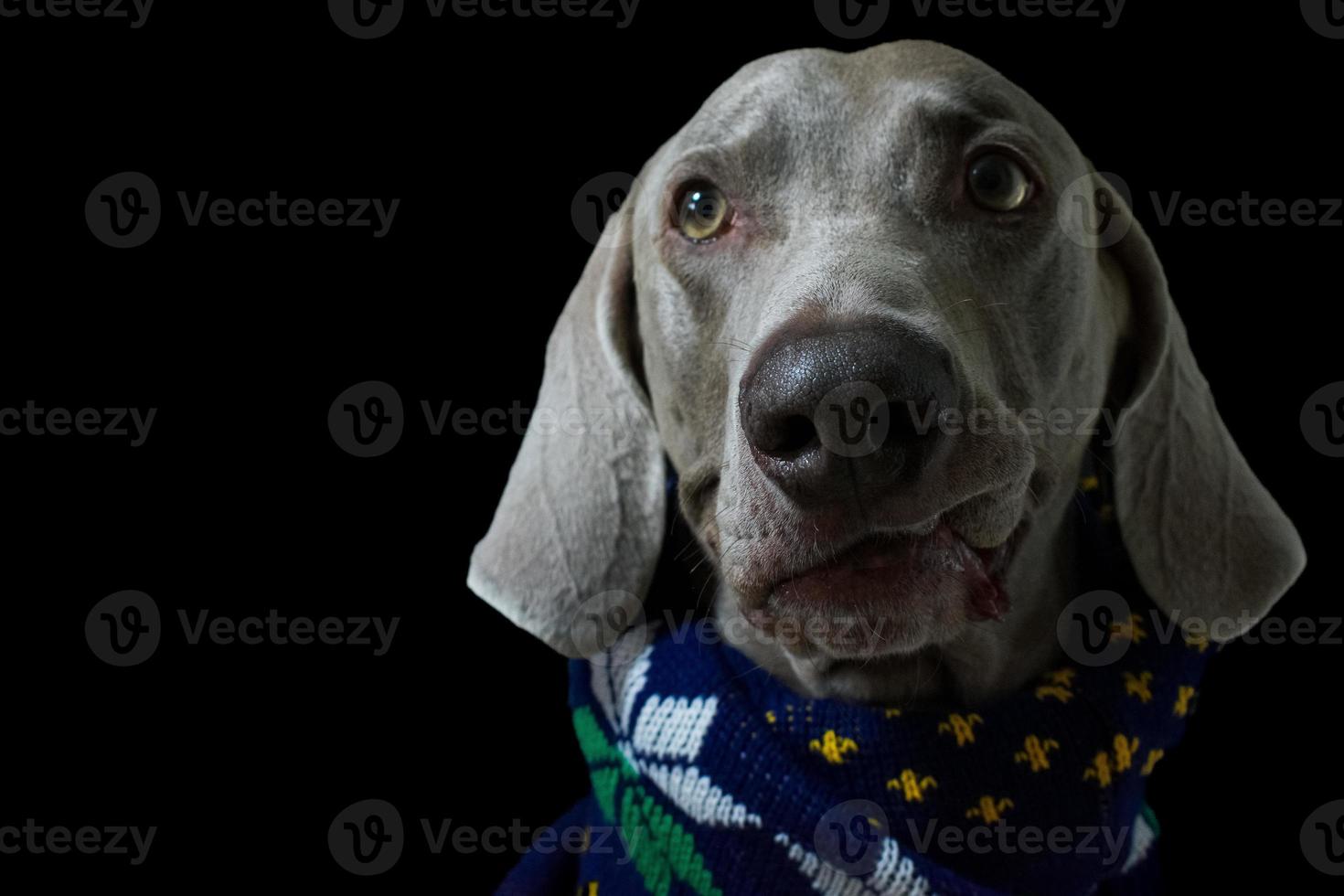 retrato de perro weimaraner de cerca foto