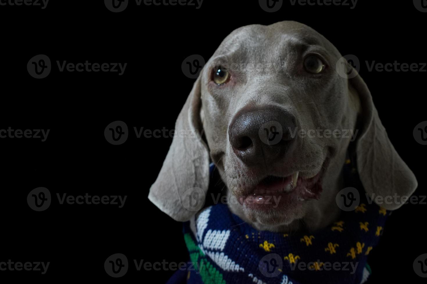 retrato de perro weimaraner de cerca foto