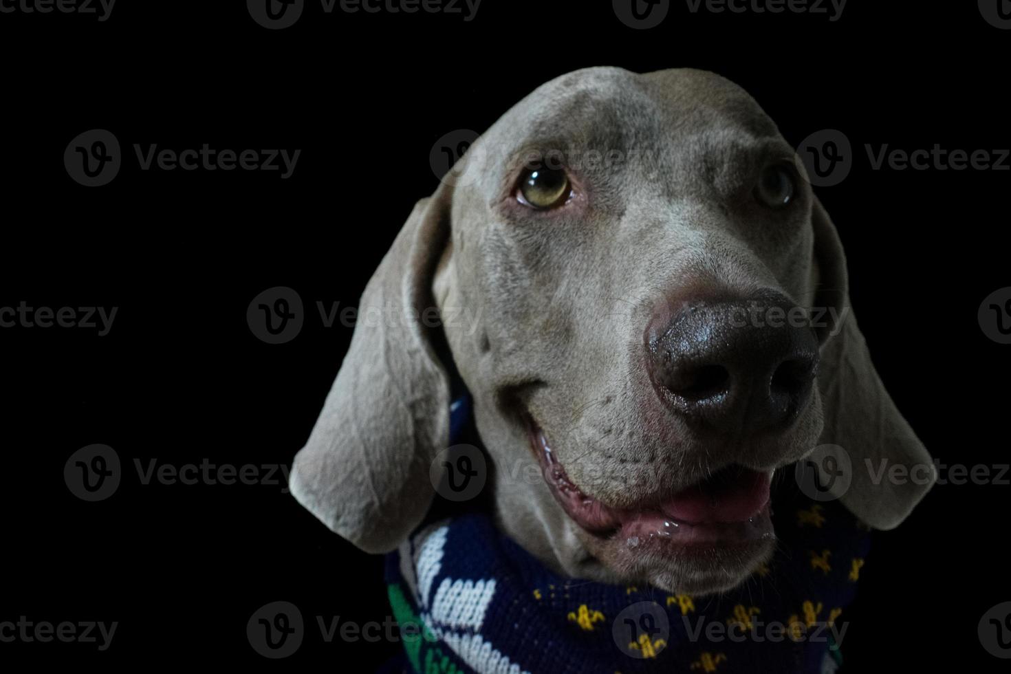 Weimaraner Dog Portrait Close Up photo