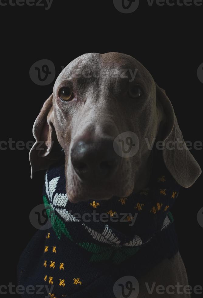Weimaraner Dog Portrait Close Up photo