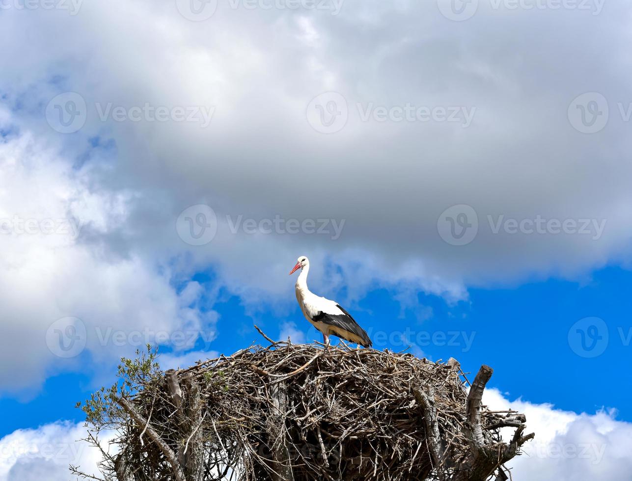 Ciconia ciconia  Stork photo