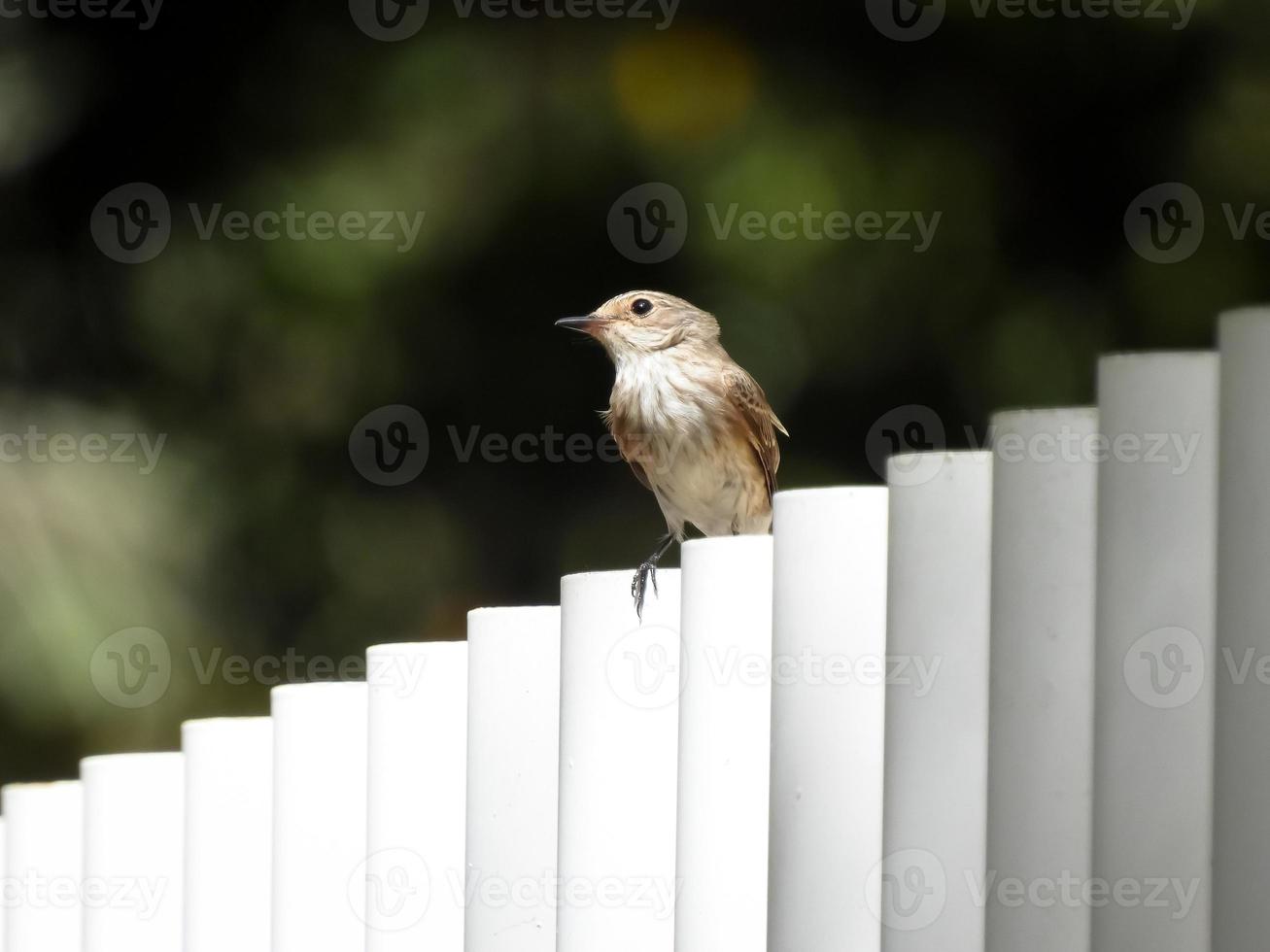 The spotted flycatcher Muscicapa striata photo