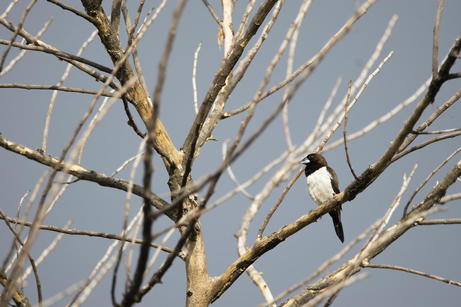 A small bird sitting on a branch photo