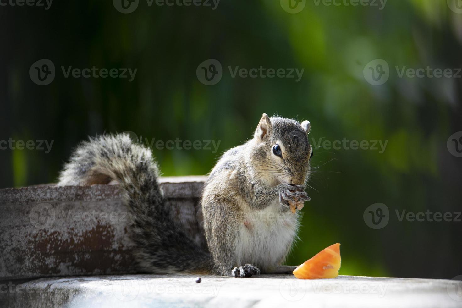 A closeup shot of Squirrel photo
