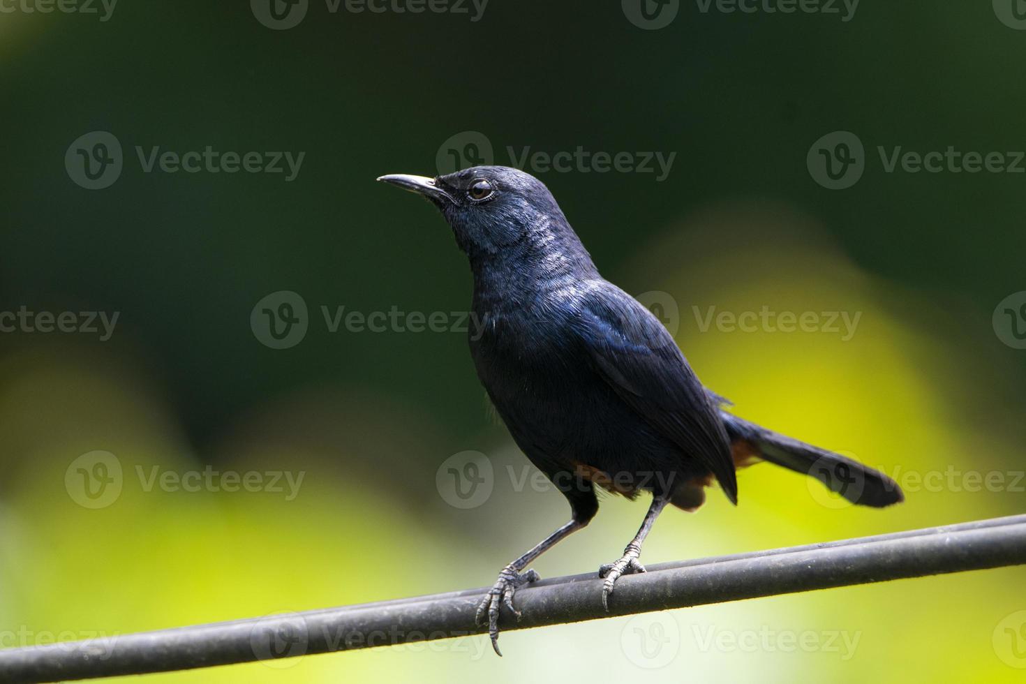 primer plano de un pájaro macho de petirrojo indio foto