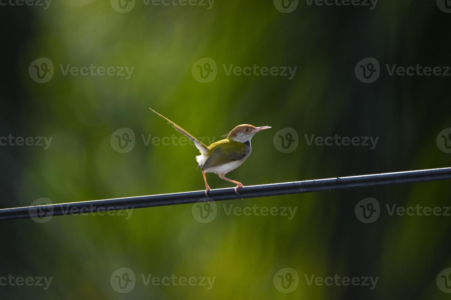 primer plano del pájaro sastre común foto