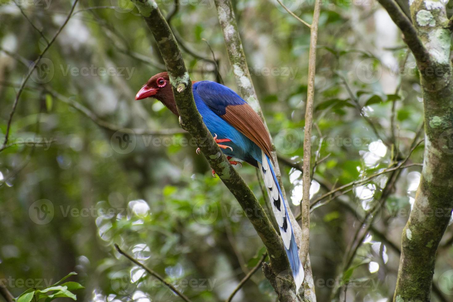 Sri Lankan blue magpie perched on tree at Sinharaja rain forest photo