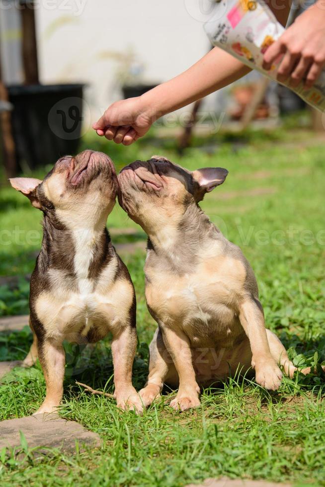 two french bulldogs photo