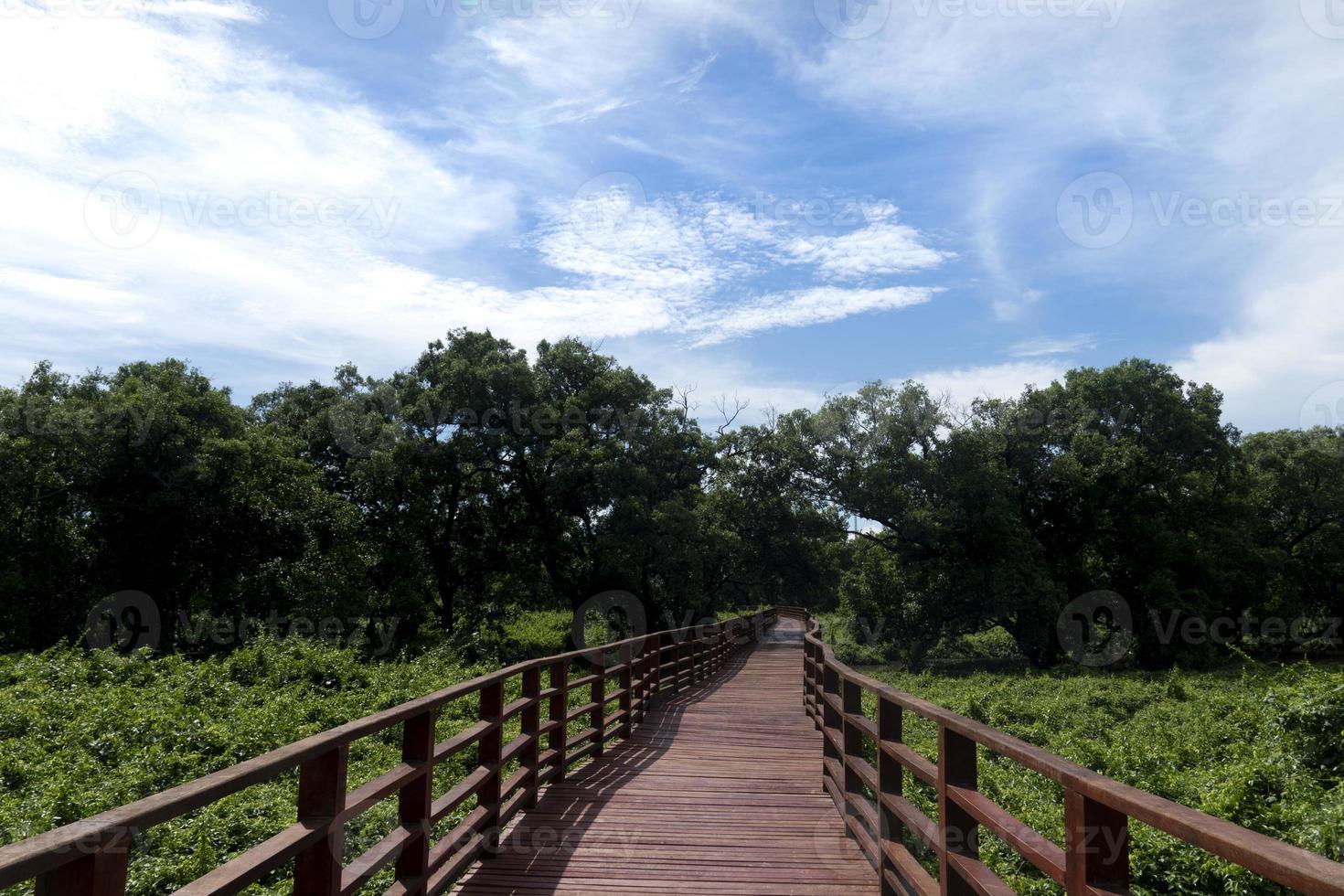 Red wooden bridge walkway leading straight out of the mangrove forest. Under the blue sky and white clouds. At Phra Chedi Klang Nam, Pak Nam, Rayong, Thailand. photo