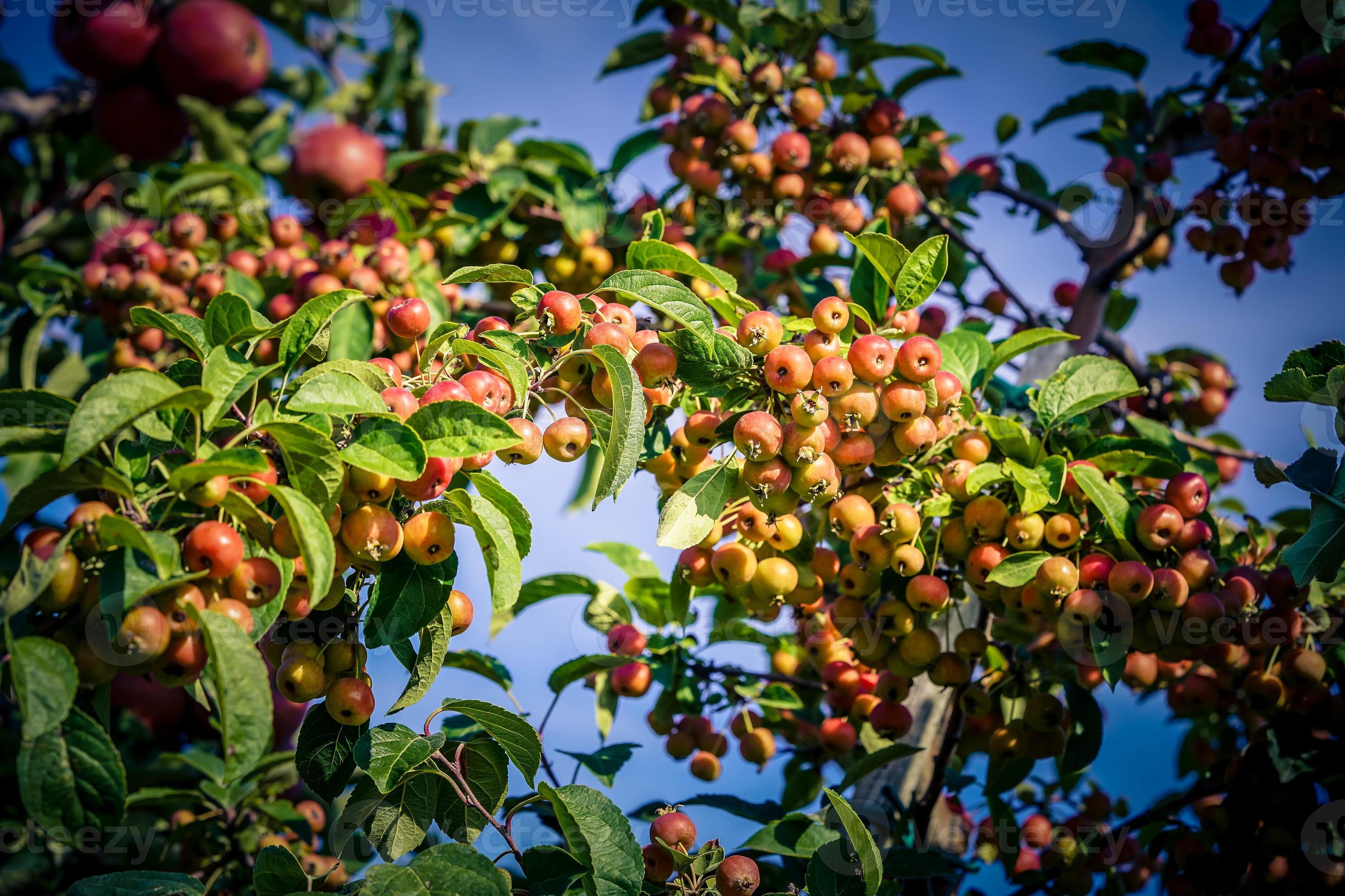 red sentinal crab apple malus sylvestris in the old Country next to