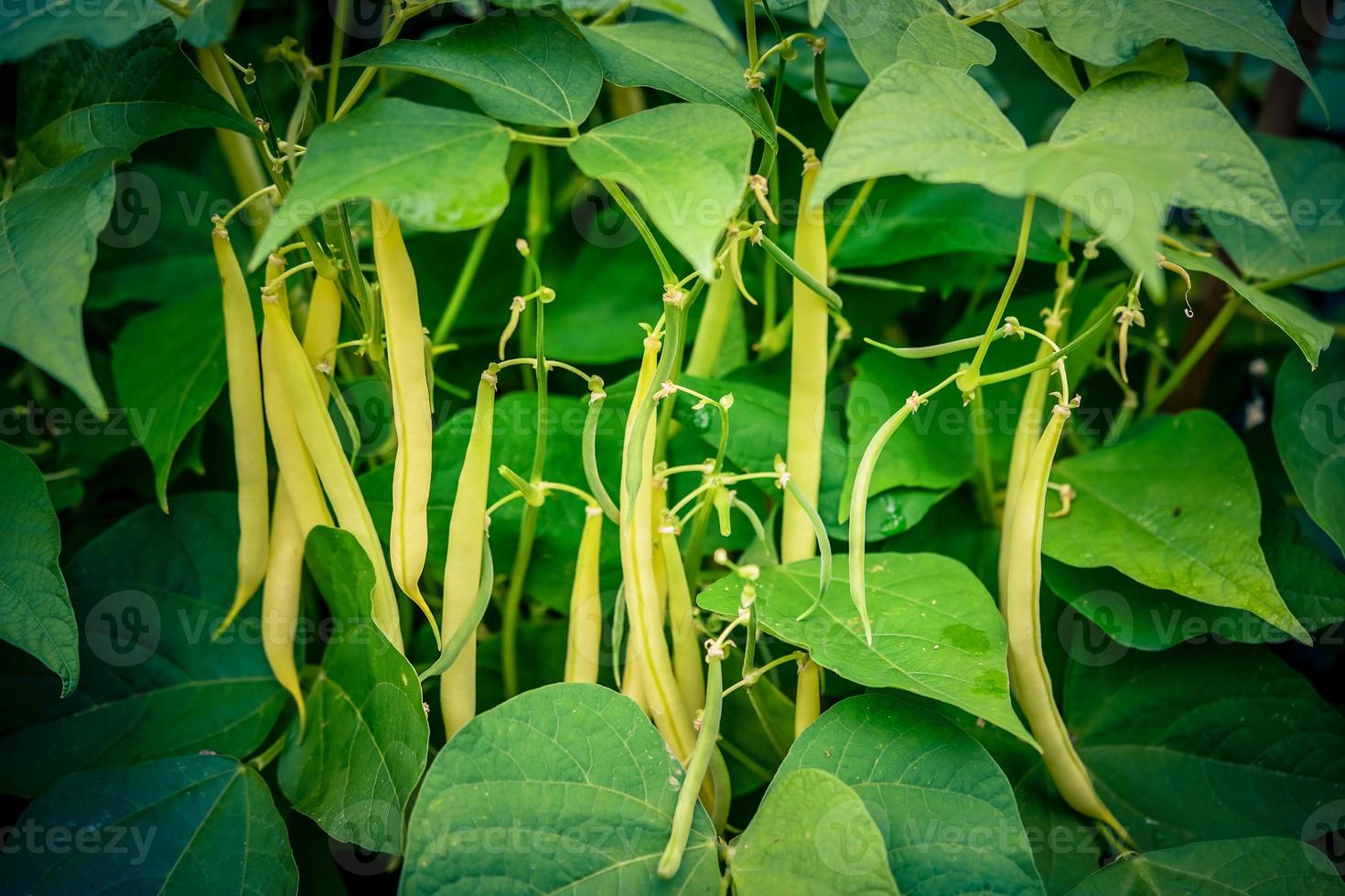 Garden beans Phaseolus vulgaris in the old land next to hamburg photo