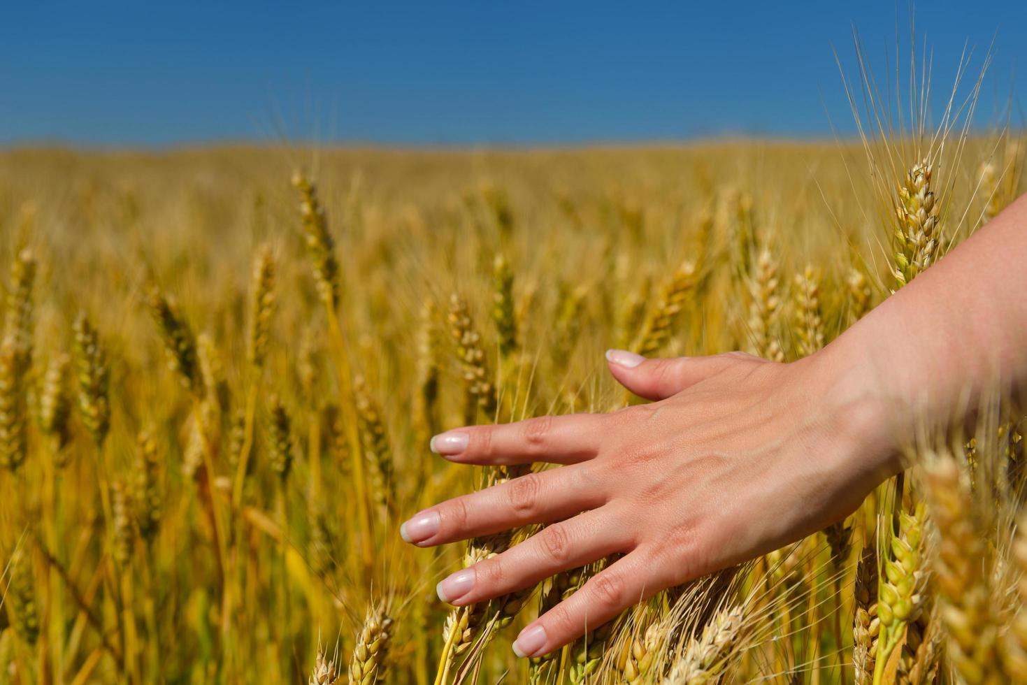 hand in wheat field photo