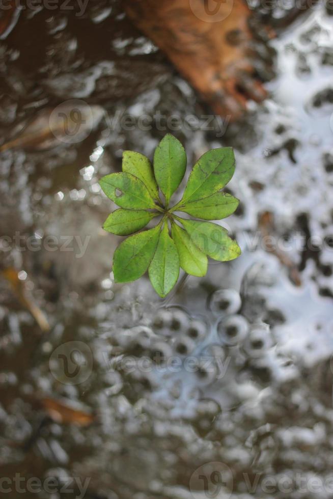 Young plant in the mud photo