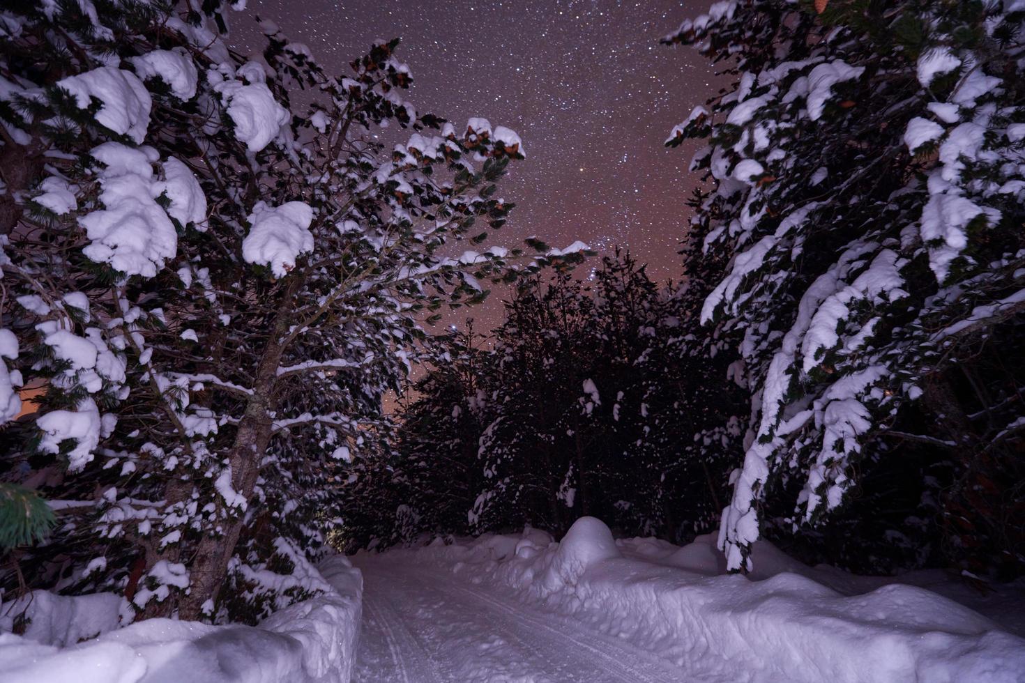 winter night landscape nature forest photo