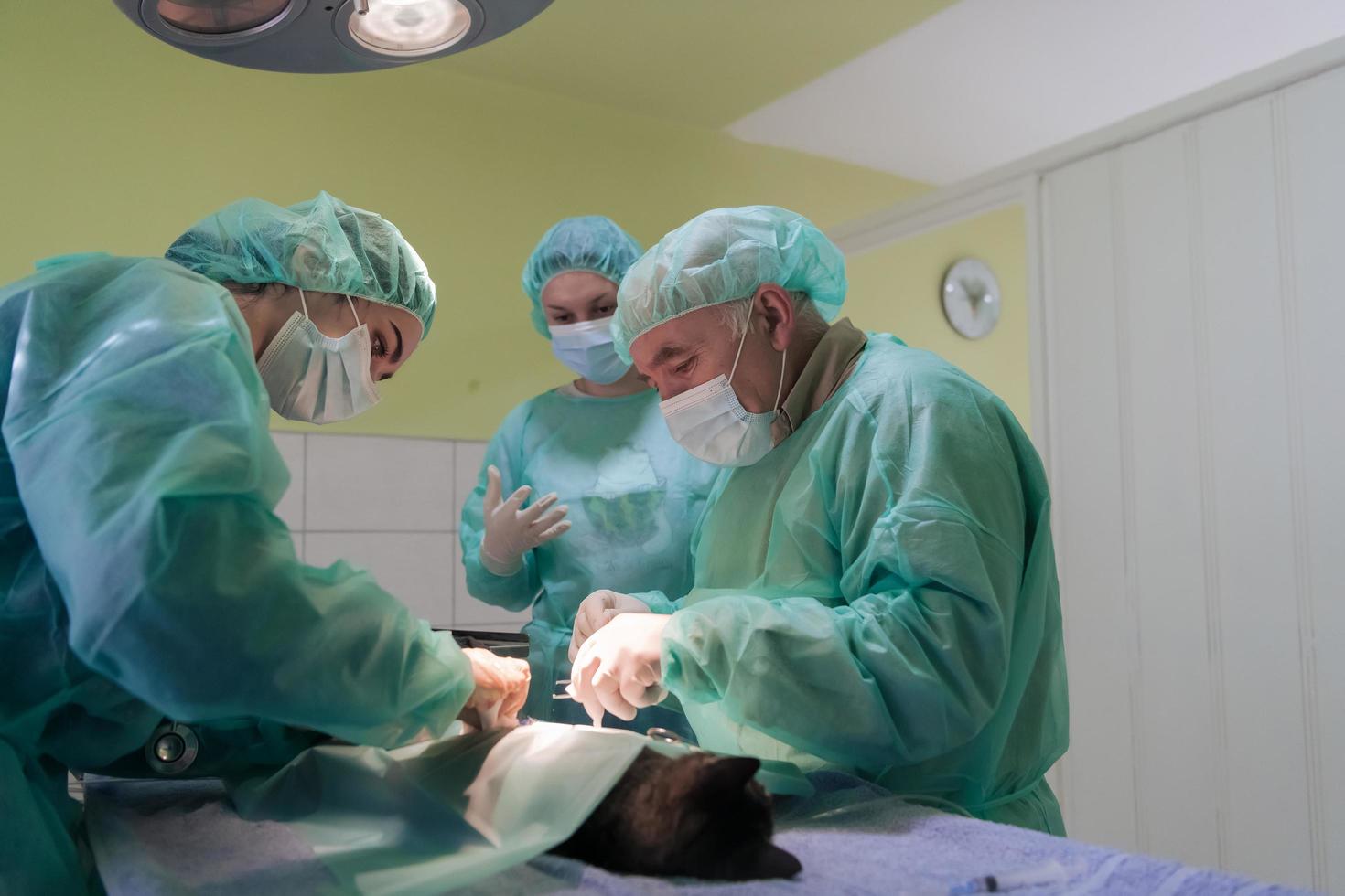 Real abdominal surgery on a cat in a hospital setting photo