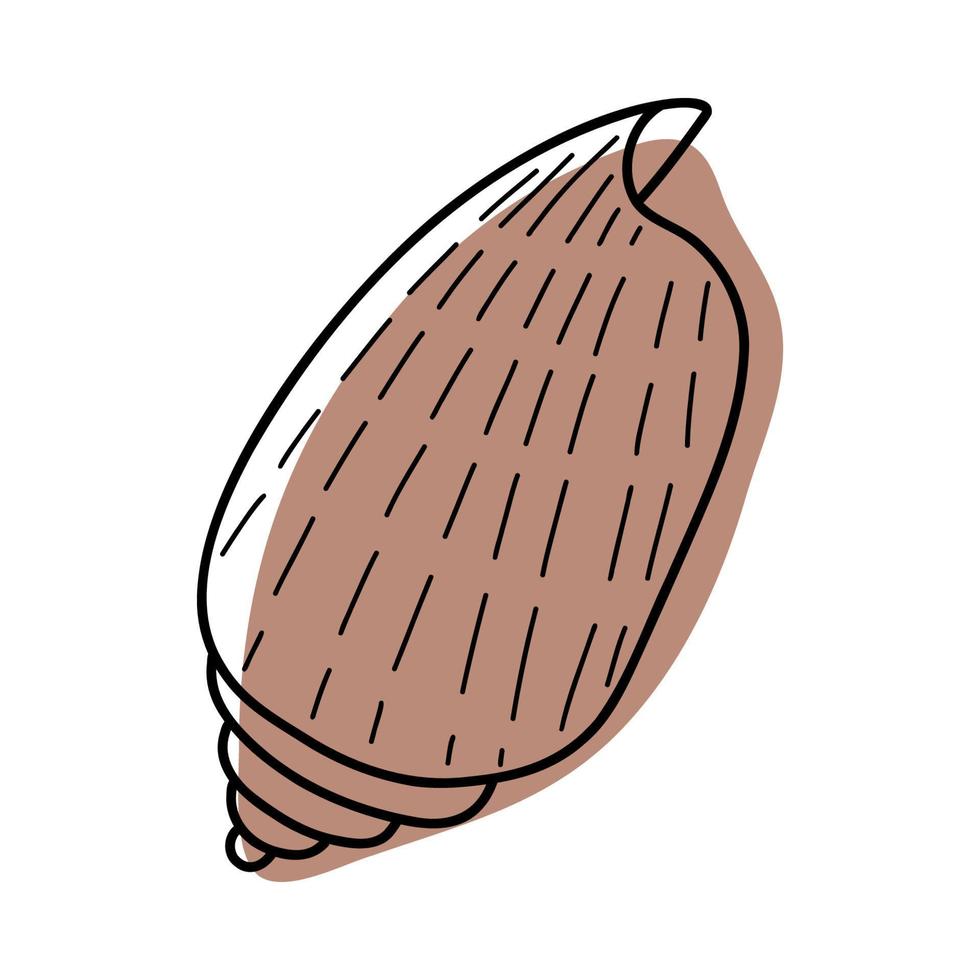 boceto de arte lineal conchas marinas. ilustración vectorial aislada del fondo. símbolo de decoración del calcio de la salud. diferentes formas de conchas. icono del océano marino. diseño de arena y playa. vector