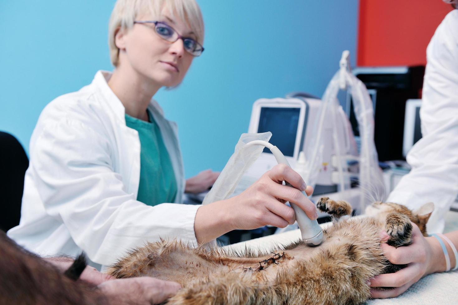 retrato veterinario femenino foto